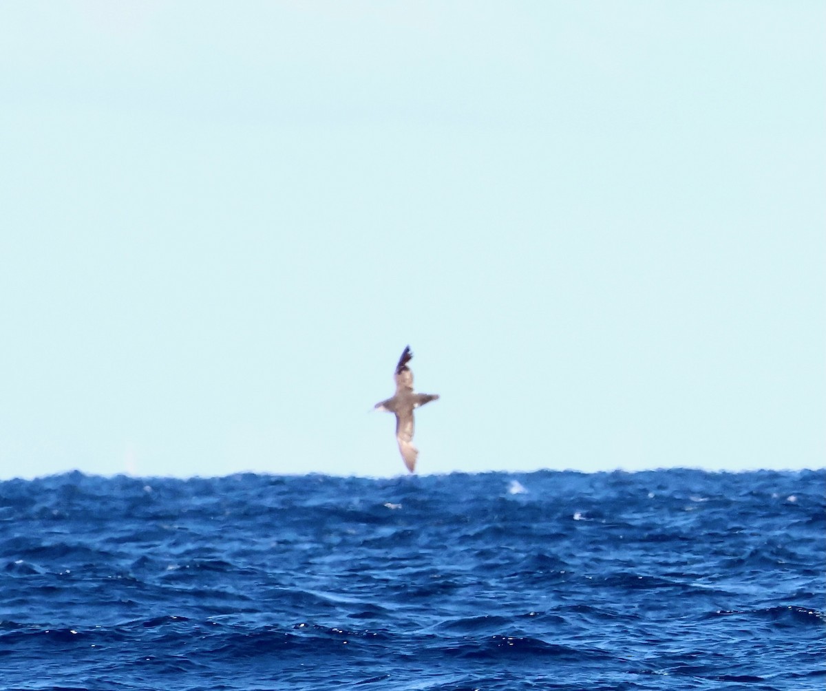 Fluttering Shearwater - ML642514297