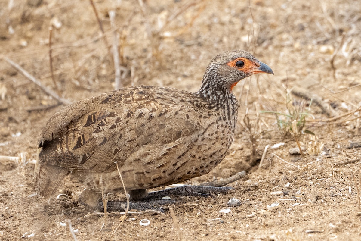 Swainson's Spurfowl - ML642514298