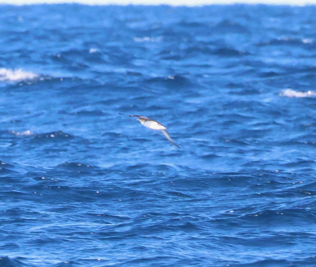 Fluttering Shearwater - ML642514300