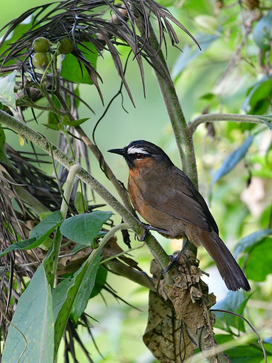 Nilgiri Laughingthrush - ML642514322