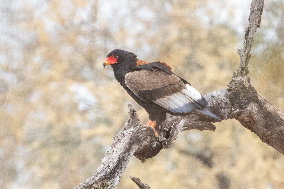 Bateleur - ML642514325