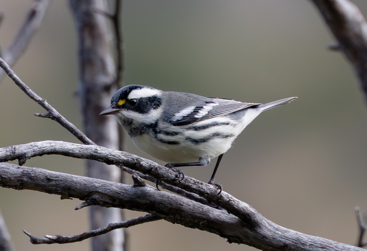 Black-throated Gray Warbler - ML642514326