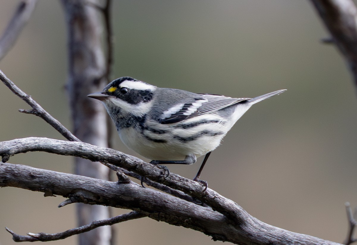 Black-throated Gray Warbler - ML642514327