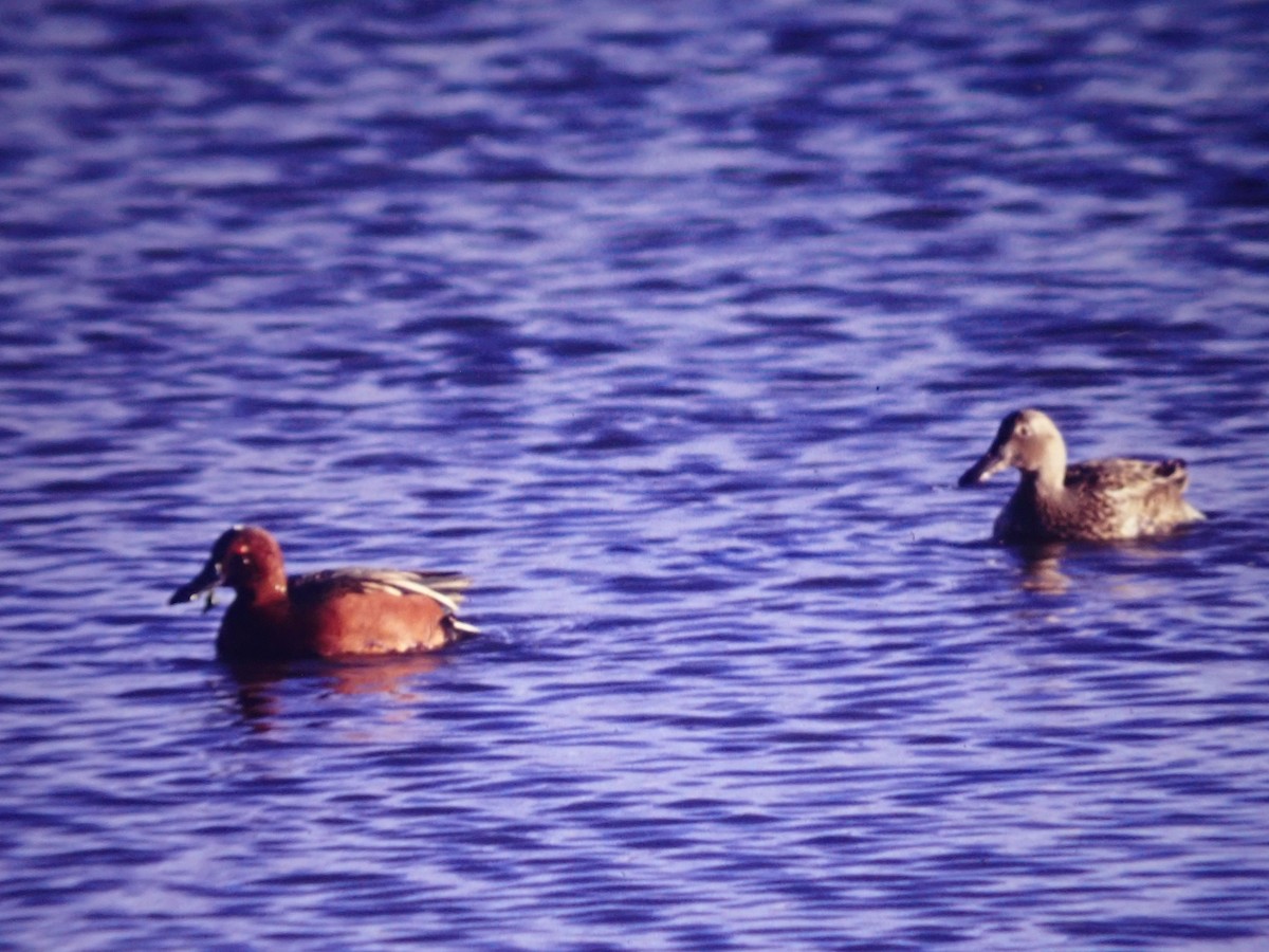 Sarcelle cannelle - ML642514339