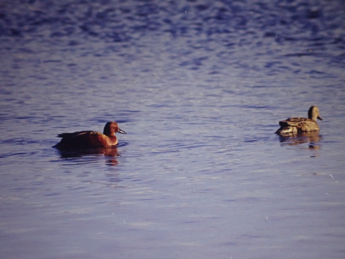 Sarcelle cannelle - ML642514340