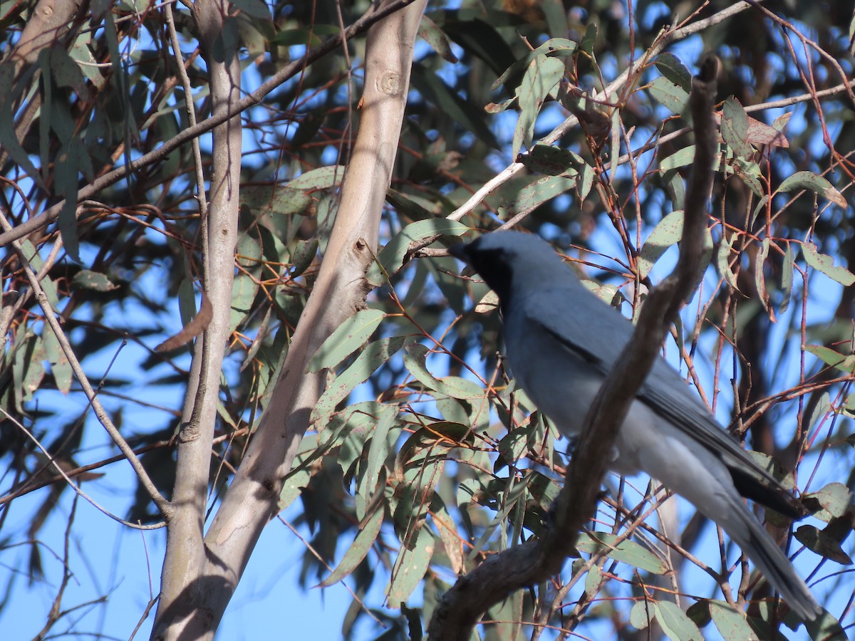 Black-faced Cuckooshrike - ML642514342