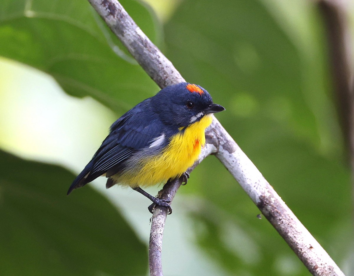 Crimson-breasted Flowerpecker - ML642514348
