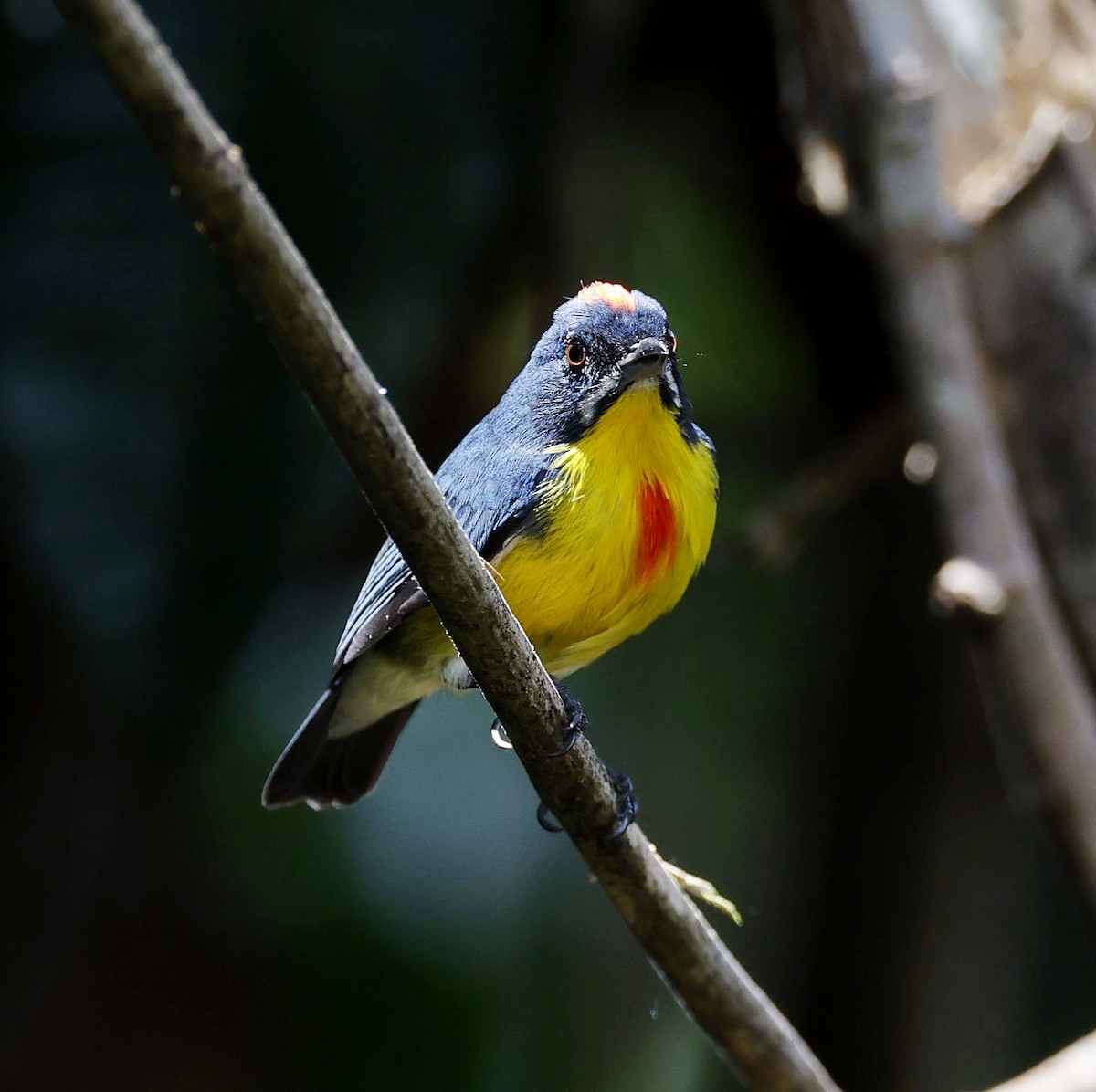 Crimson-breasted Flowerpecker - ML642514349