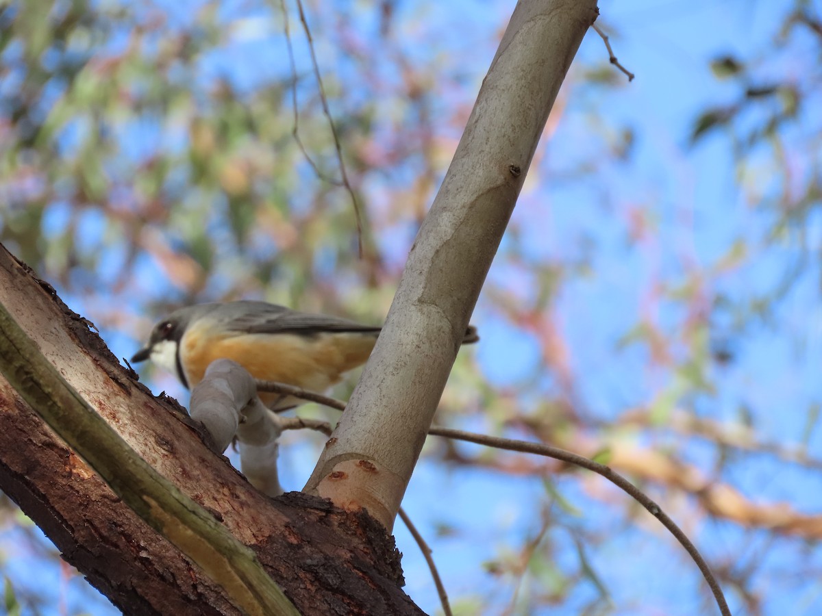 Rufous Whistler - ML642514350
