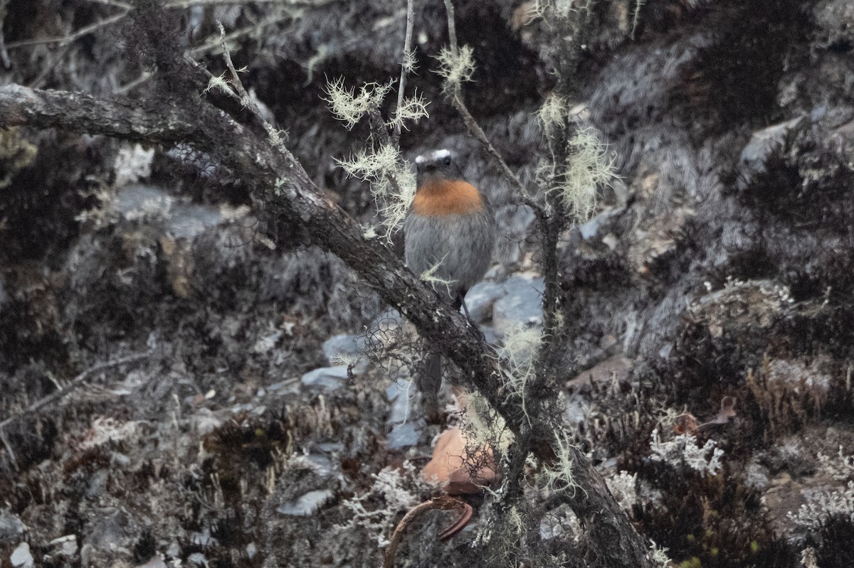Rufous-breasted Chat-Tyrant - ML642514365