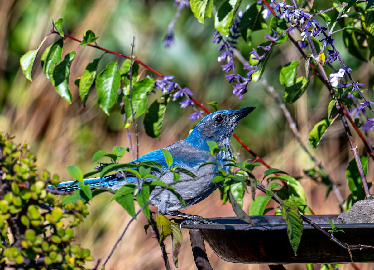 California Scrub-Jay - ML642514367