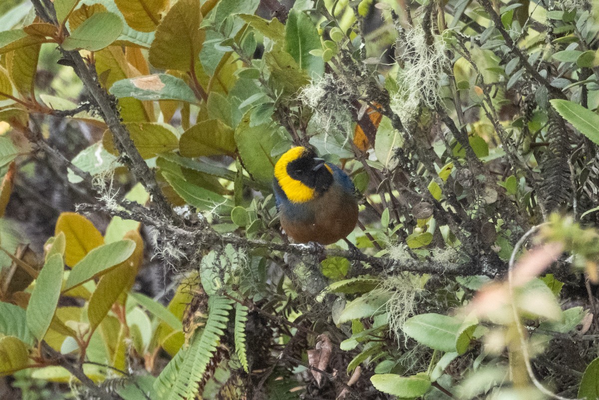 Golden-collared Tanager - ML642514373