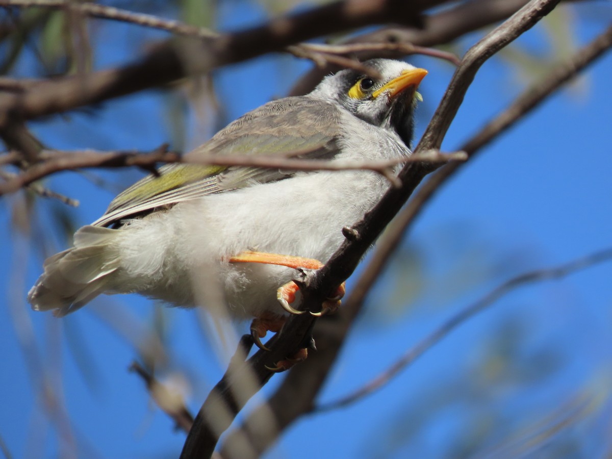 Noisy Miner - ML642514374
