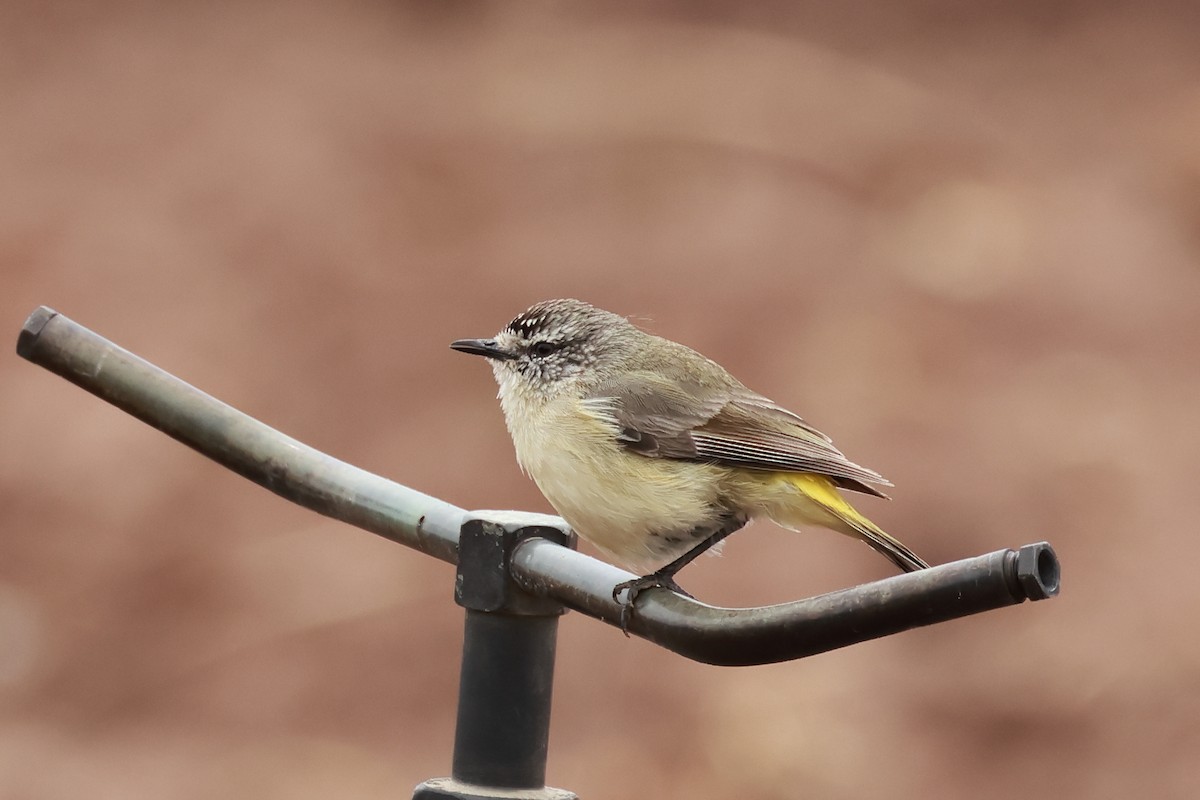 Yellow-rumped Thornbill - ML642514375