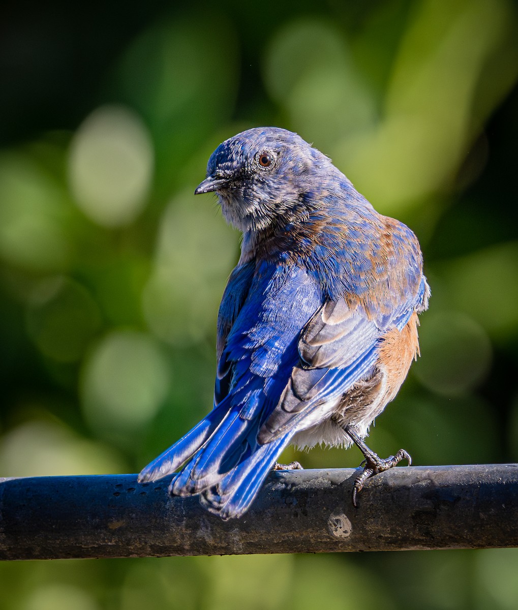 Western Bluebird - ML642514376