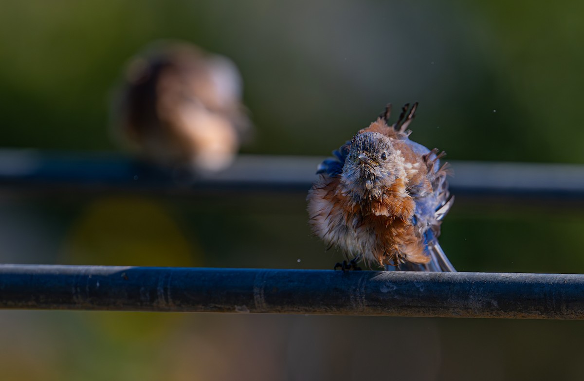 Western Bluebird - ML642514378