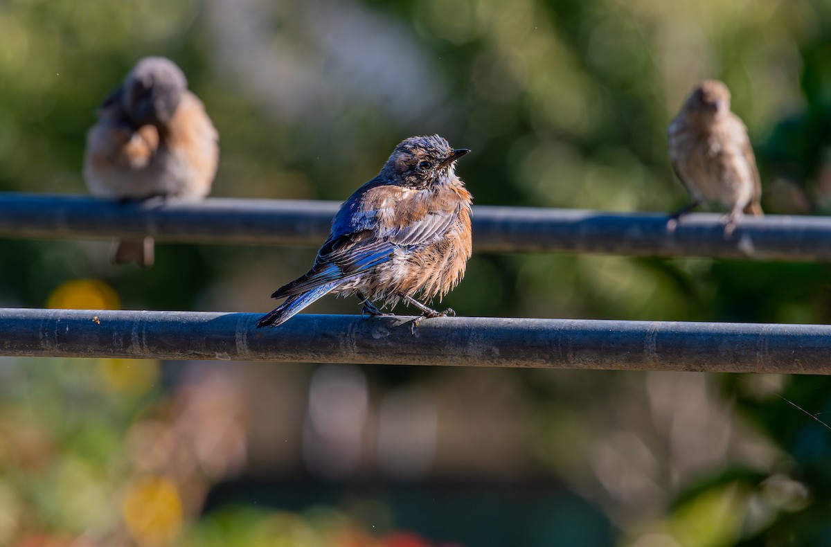 Western Bluebird - ML642514379