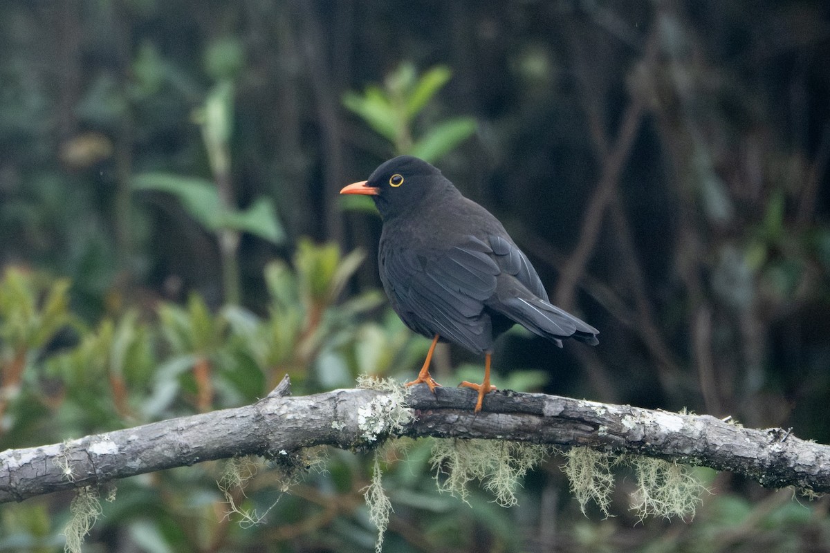 Great Thrush - ML642514380