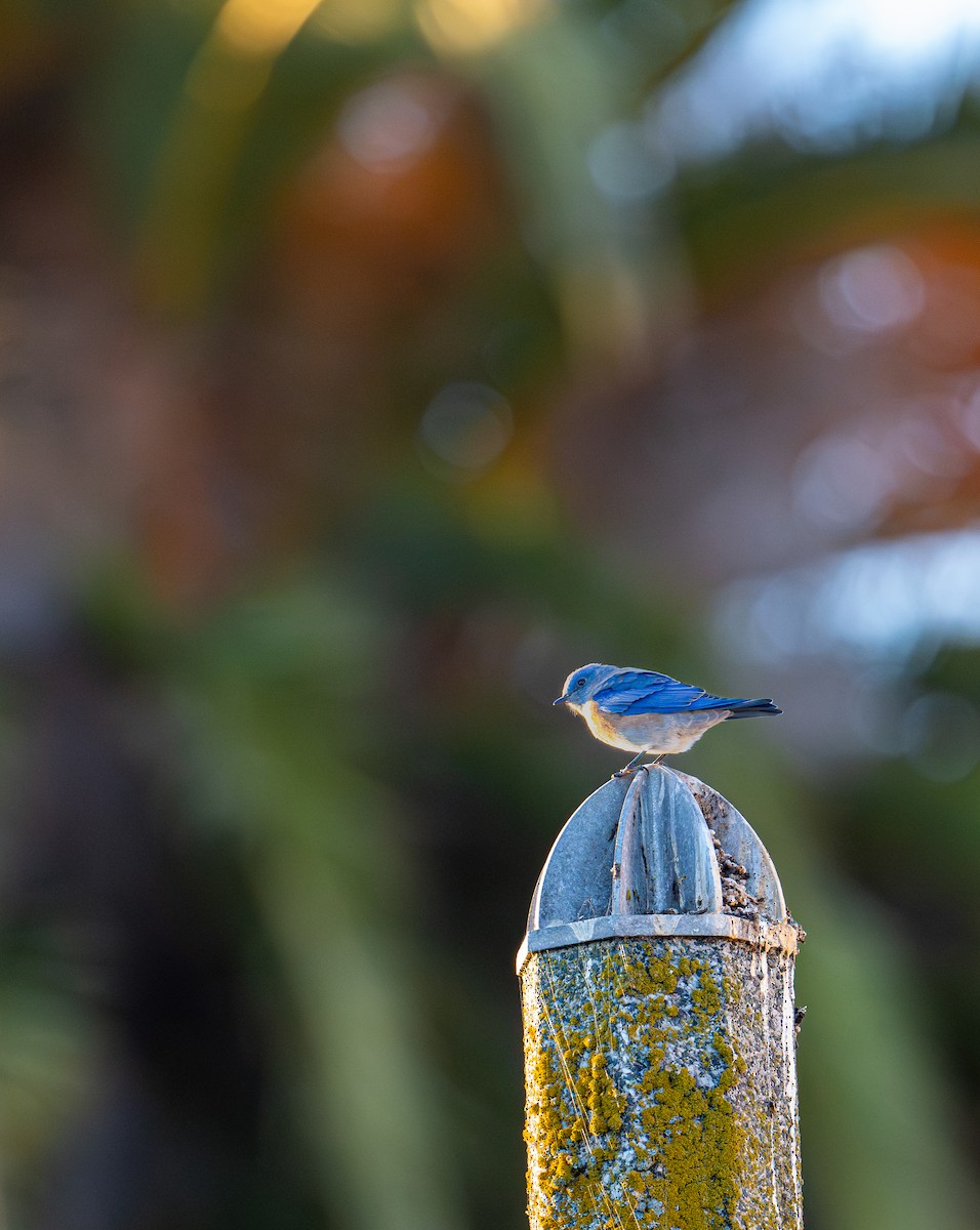 Western Bluebird - ML642514383