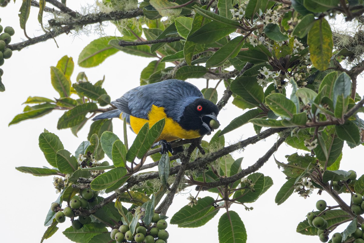 Hooded Mountain Tanager - ML642514385