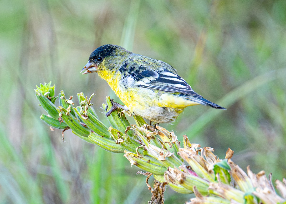 Lesser Goldfinch - ML642514386