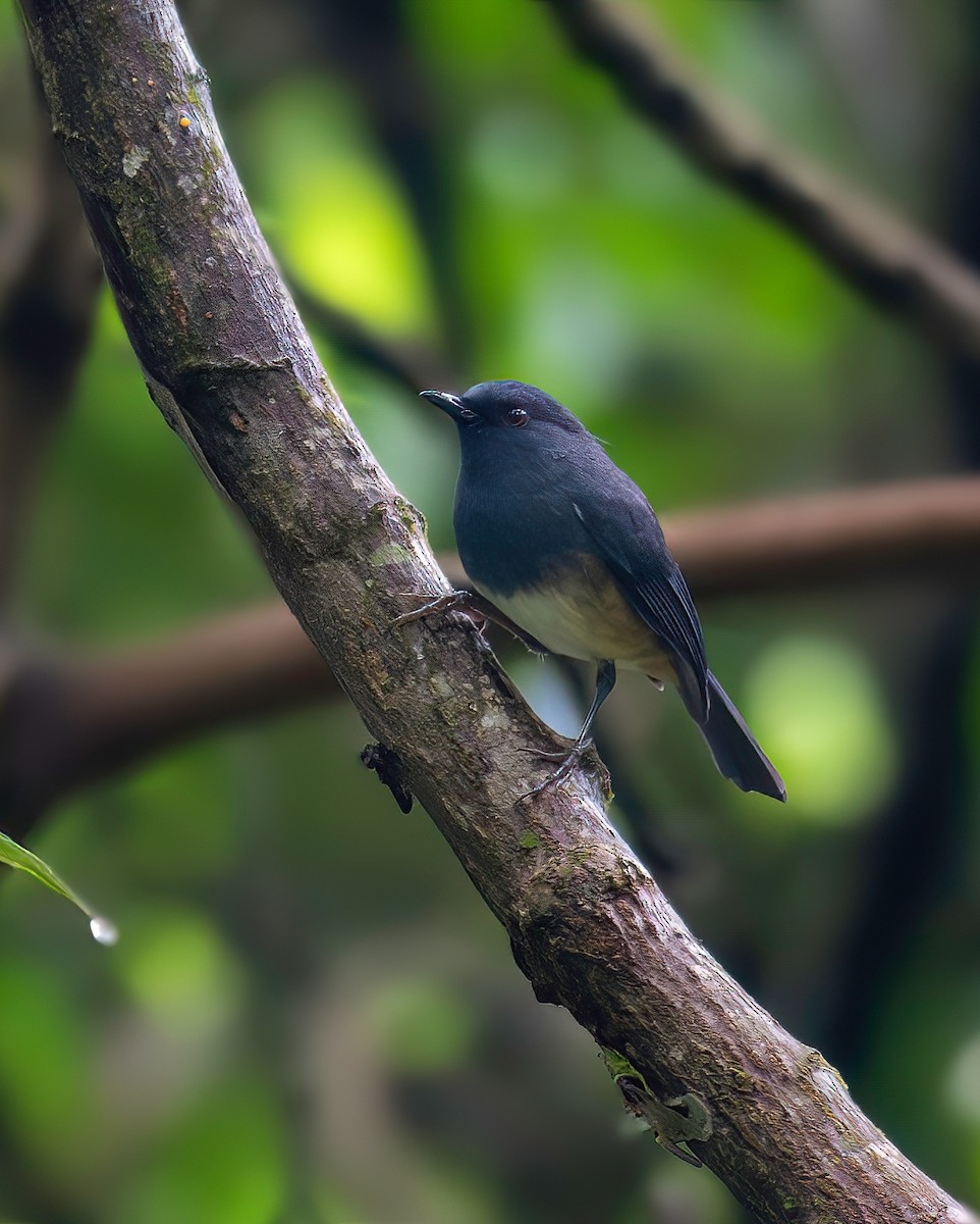 Nilgiri Sholakili - ML642514389