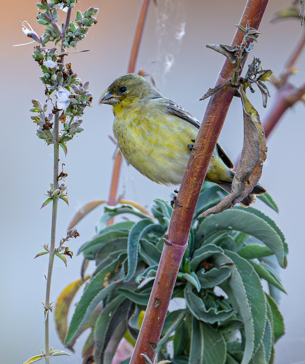 Lesser Goldfinch - ML642514390