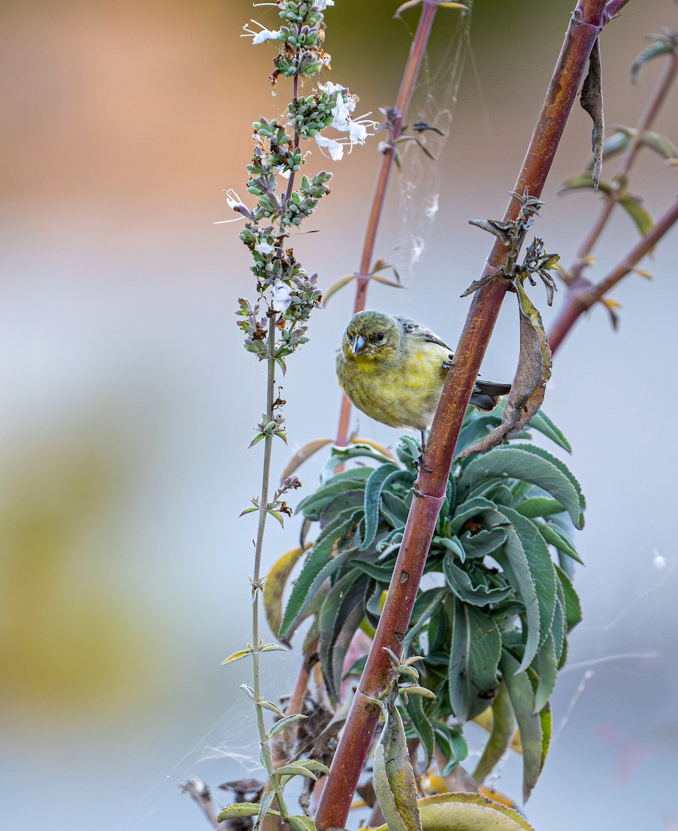 Lesser Goldfinch - ML642514391