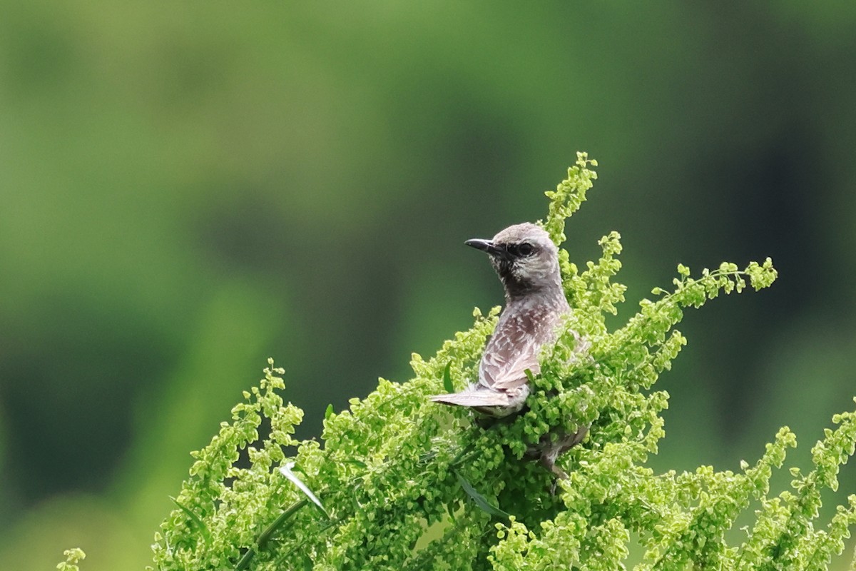 Brown Songlark - ML642514392