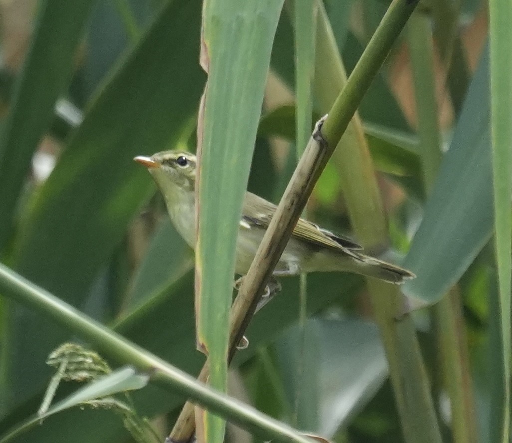Kamchatka Leaf Warbler - ML642514395