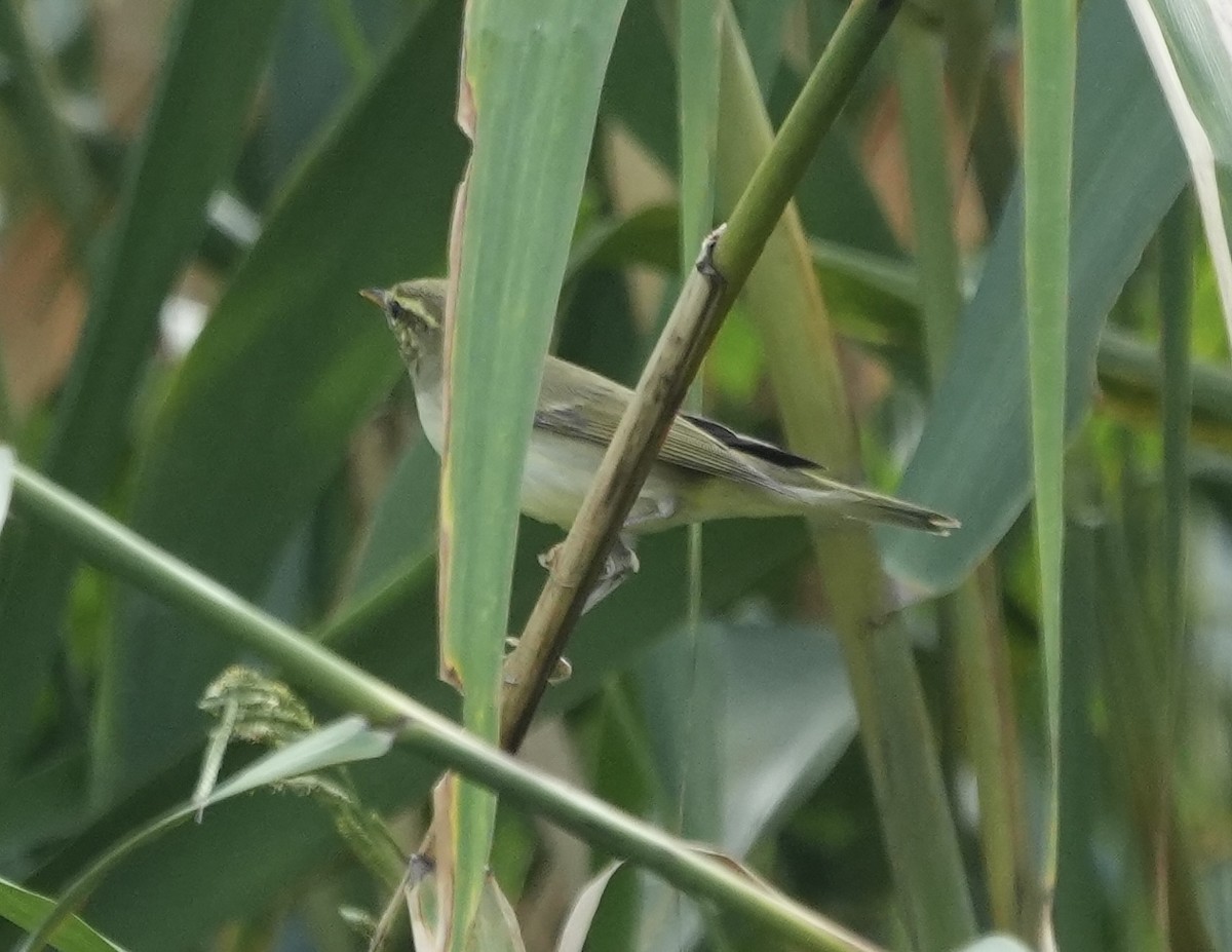 Kamchatka Leaf Warbler - ML642514397