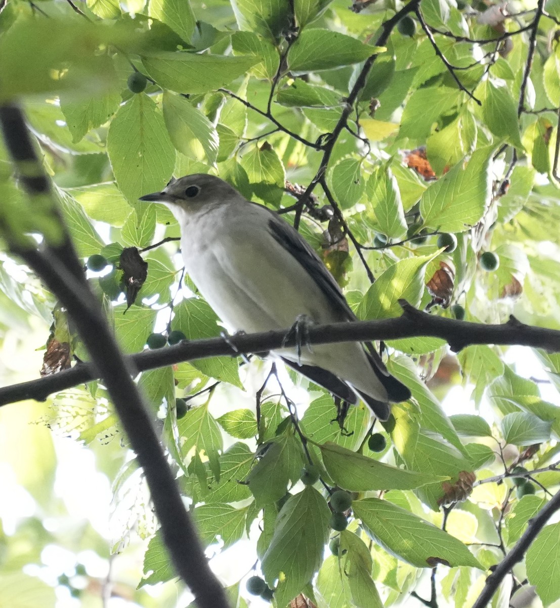 Chestnut-cheeked Starling - ML642514398
