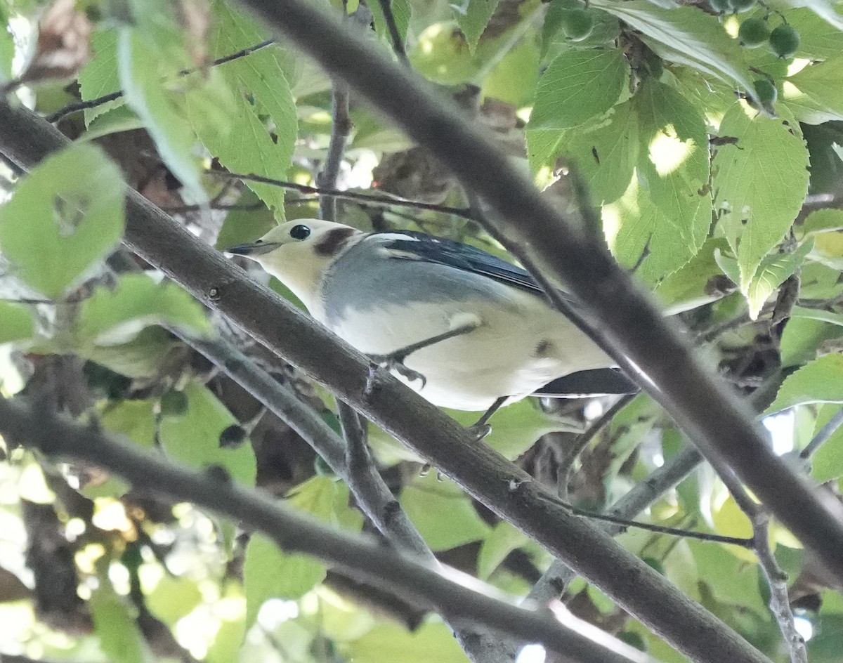 Chestnut-cheeked Starling - ML642514399