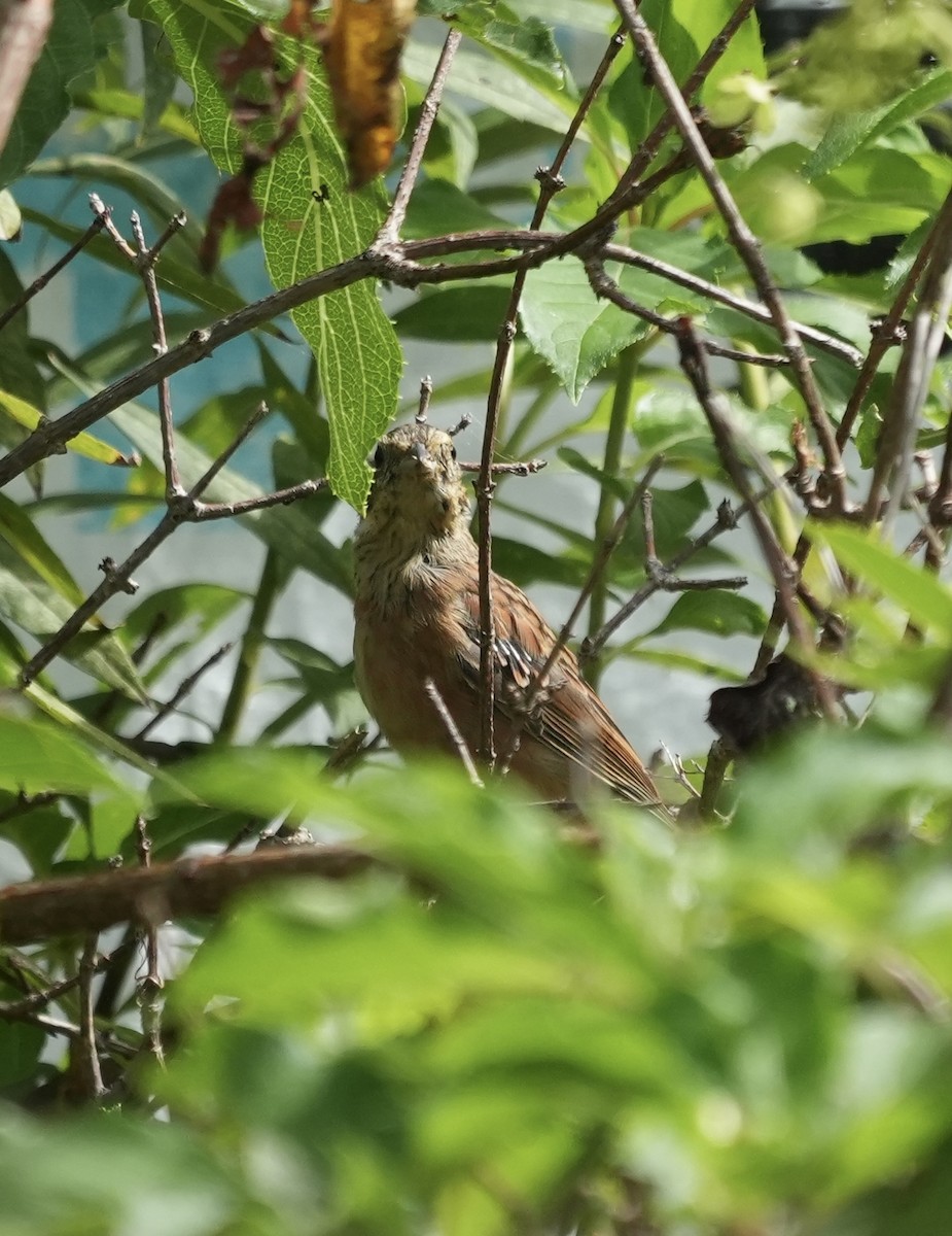 Meadow Bunting - ML642514402