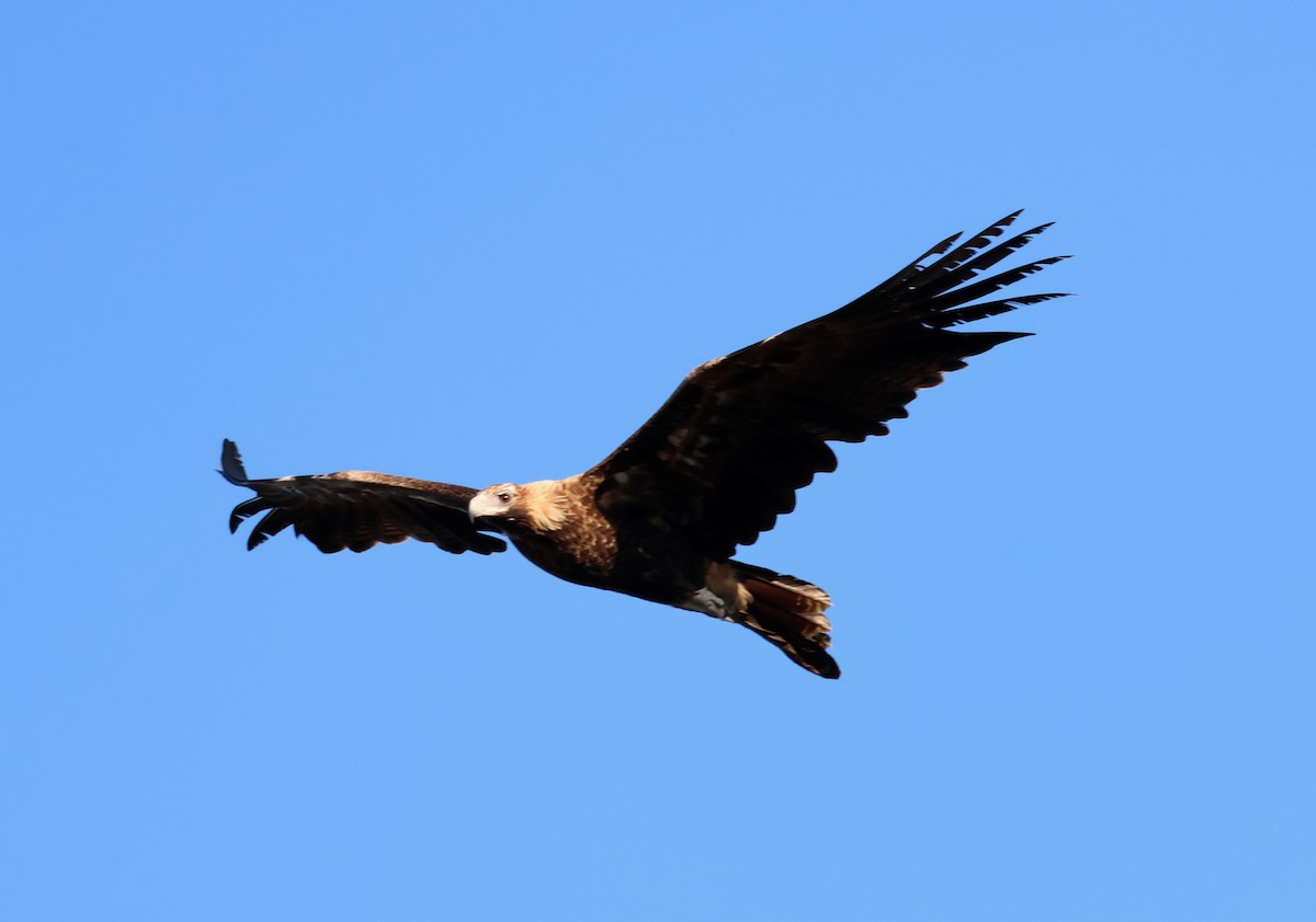 Aigle d'Australie - ML642514419