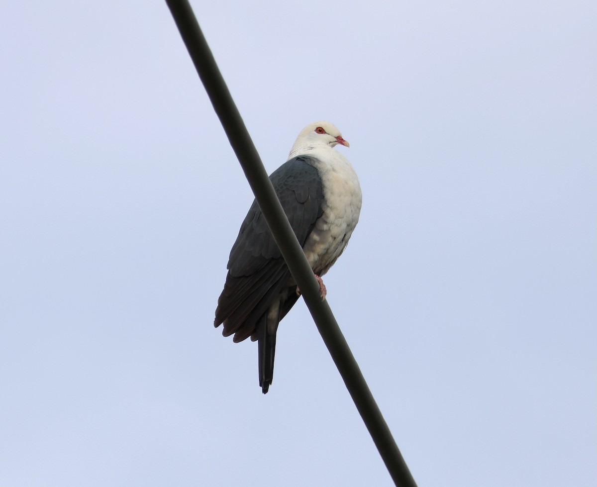 White-headed Pigeon - ML642514442