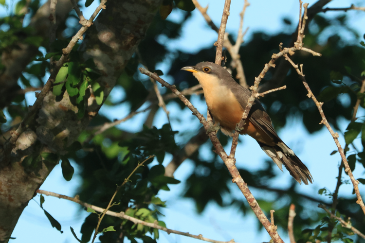 Mangrove Cuckoo - ML642514448