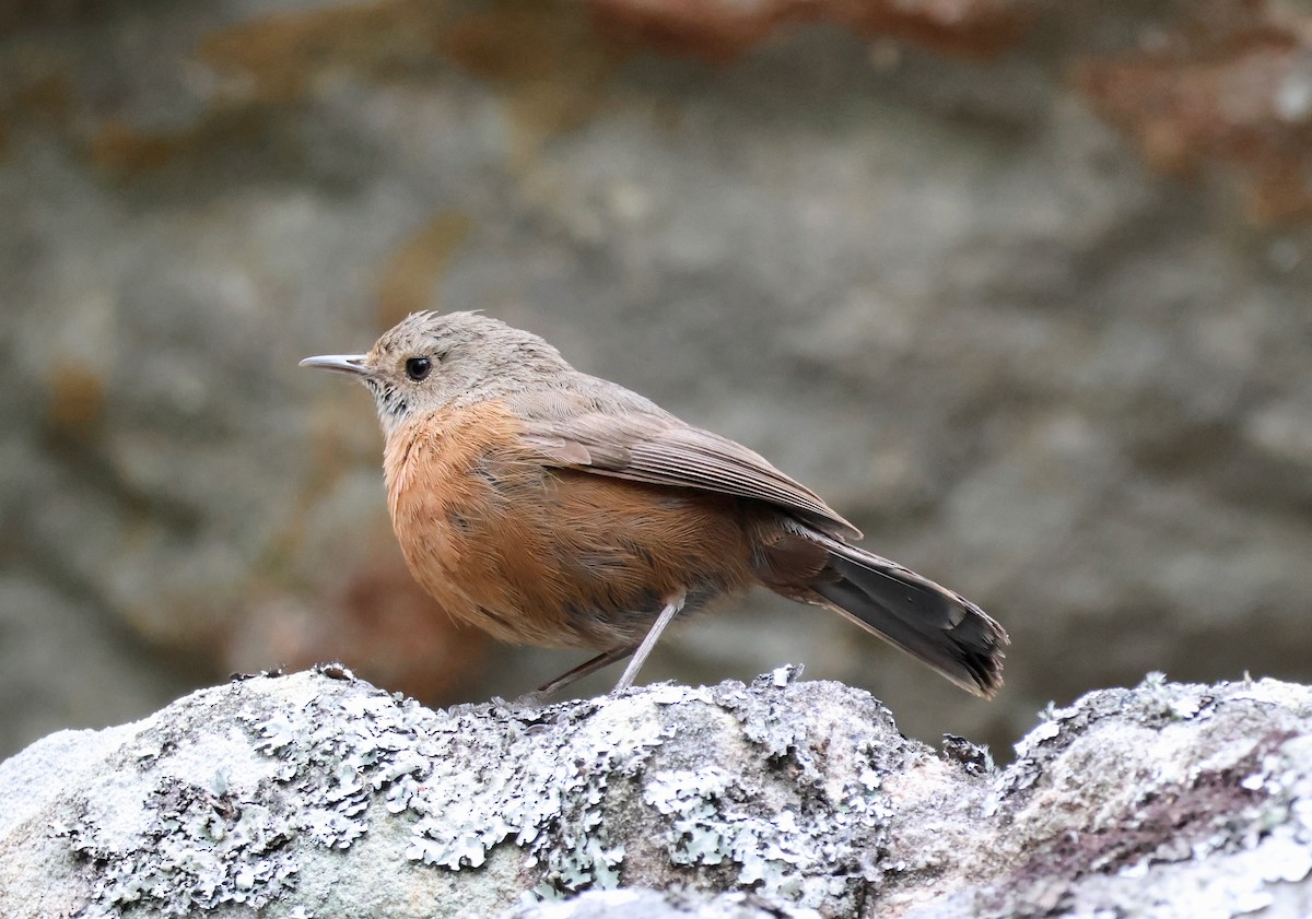 Rockwarbler - ML642514449