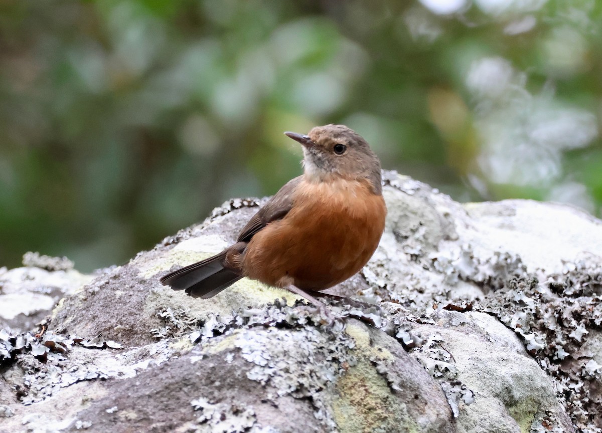 Rockwarbler - ML642514458