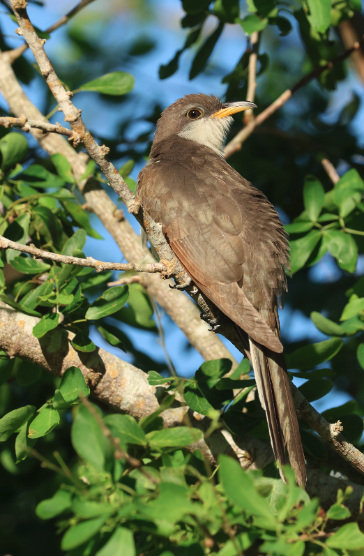 Yellow-billed Cuckoo - ML642514460