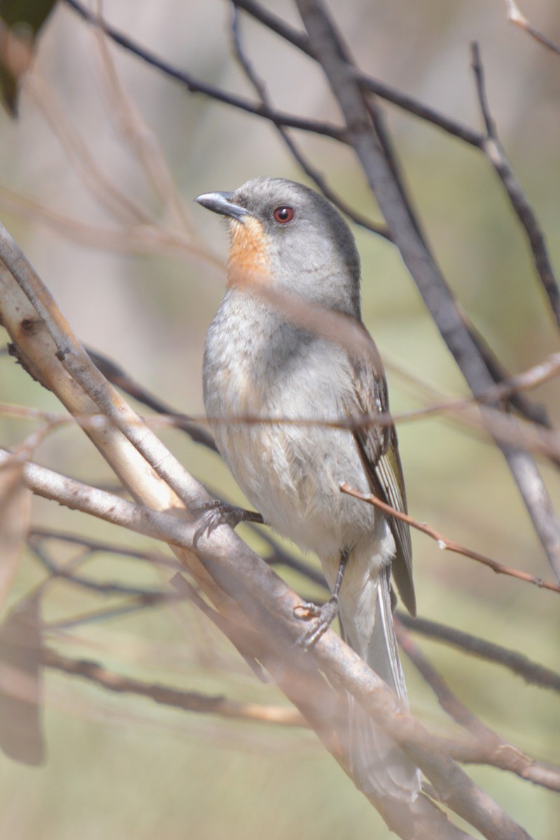 Gilbert's Whistler - ML642514465