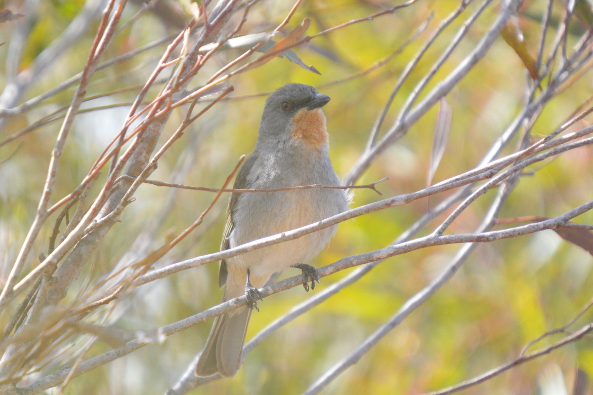 Gilbert's Whistler - ML642514466