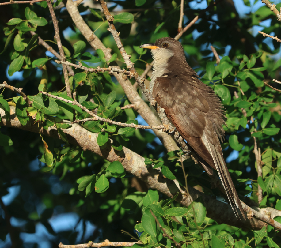 Yellow-billed Cuckoo - ML642514467