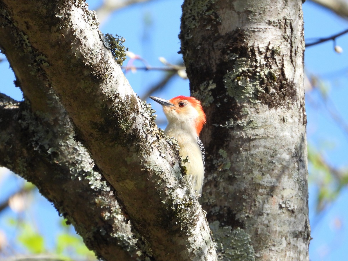 Red-bellied Woodpecker - ML642514469