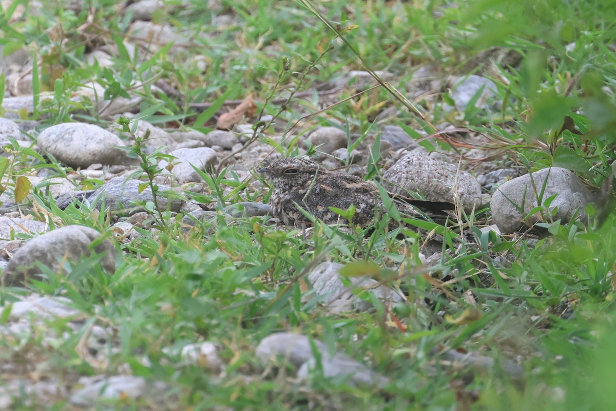 Savanna Nightjar (Sunda) - ML642514490