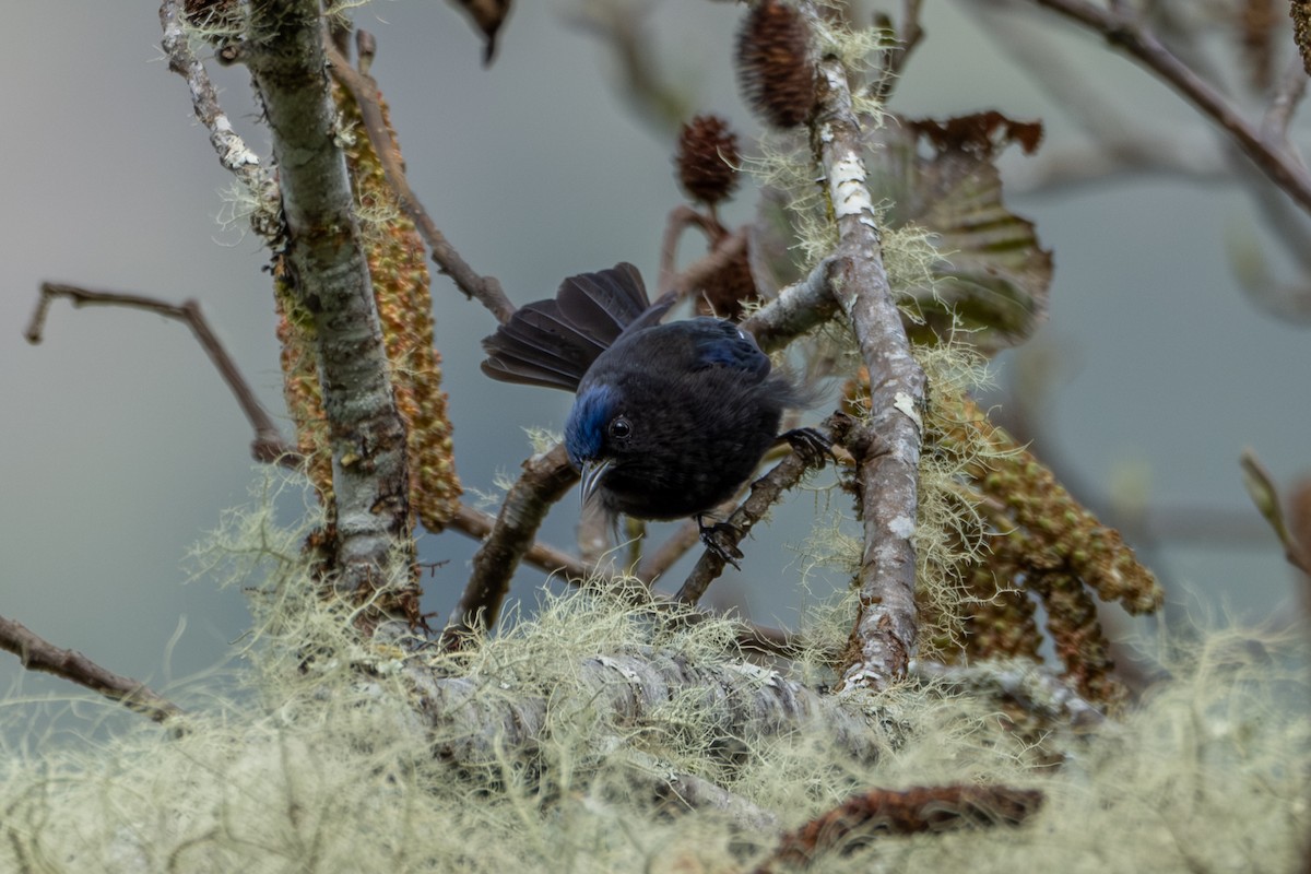 Capped Conebill - ML642514491