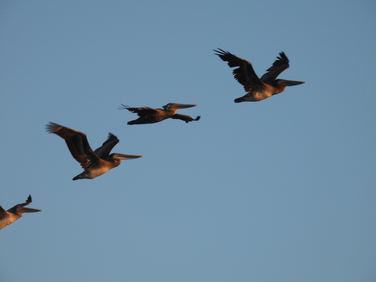 Brown Pelican - ML642514492