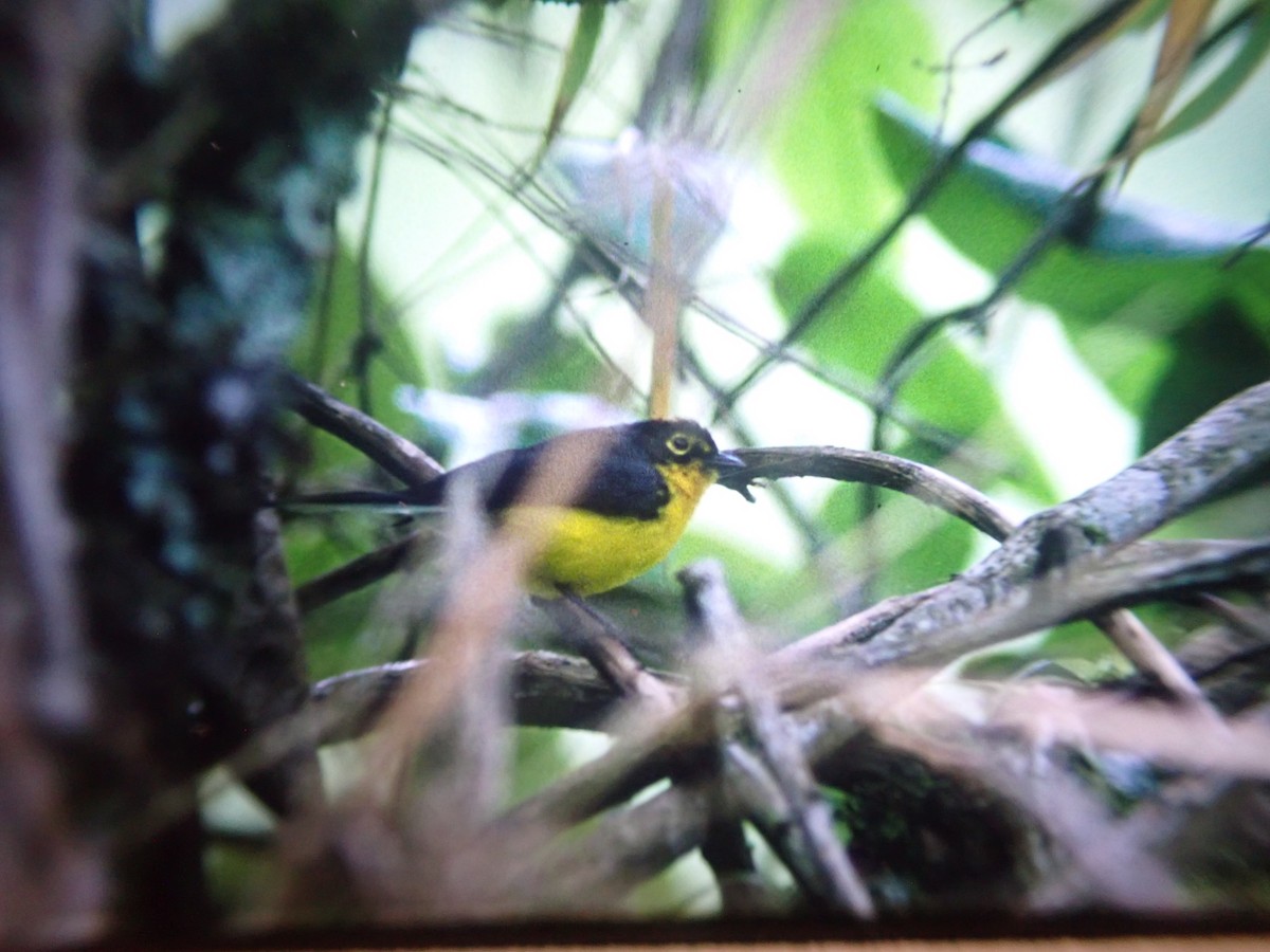 Spectacled Redstart - ML642514497