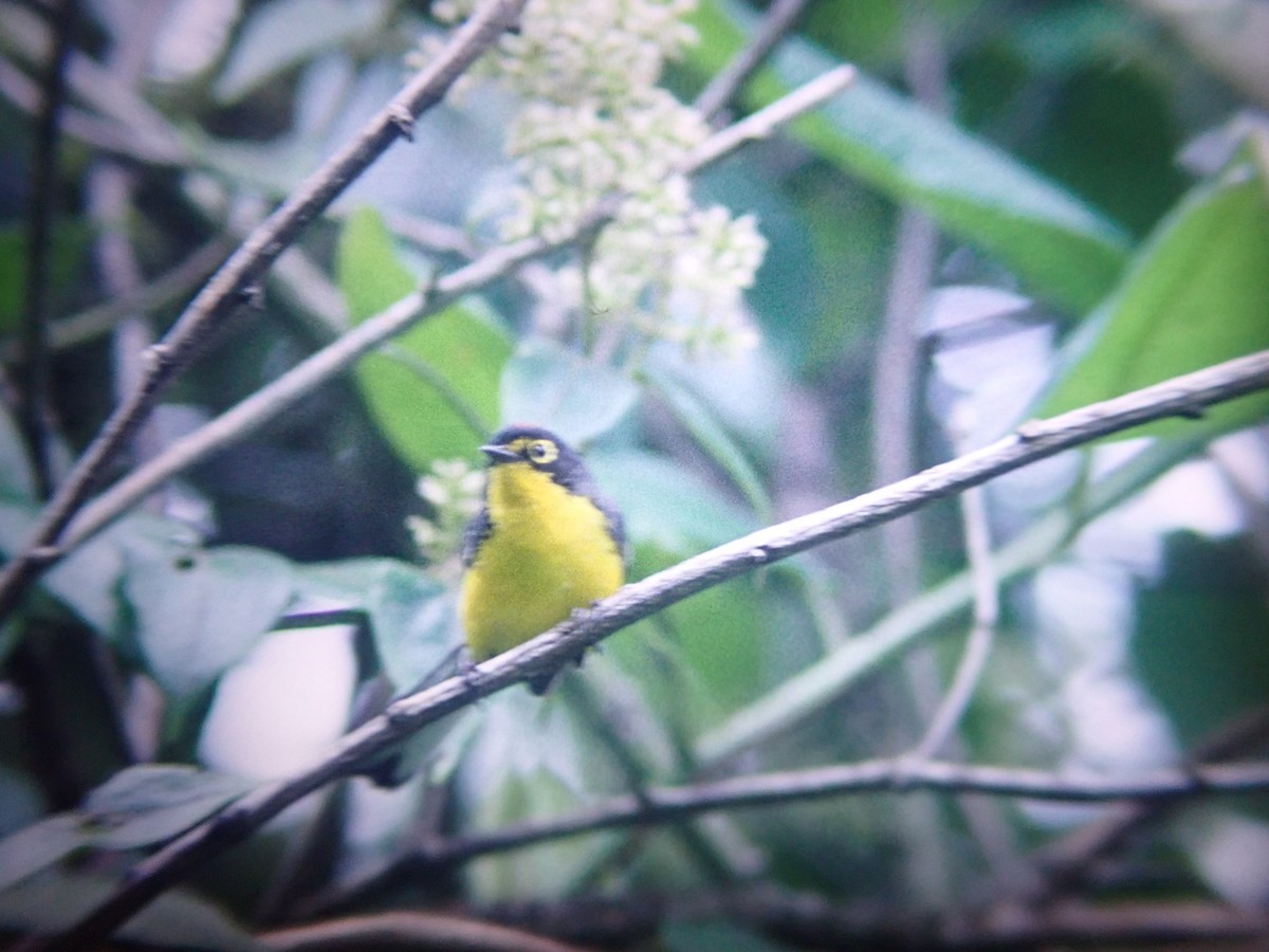 Spectacled Redstart - ML642514500