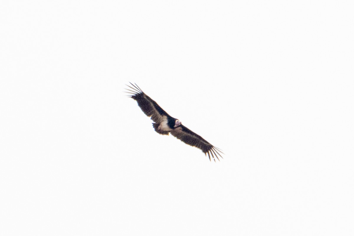 White-headed Vulture - ML642514504